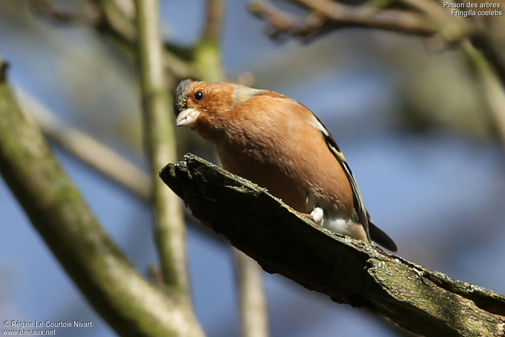 Eurasian Chaffinch male