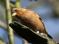 Eurasian Chaffinch