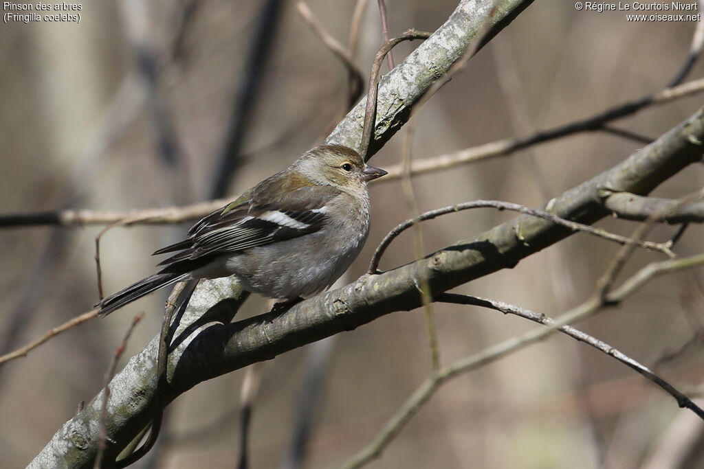 Pinson des arbres femelle