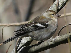 Eurasian Chaffinch