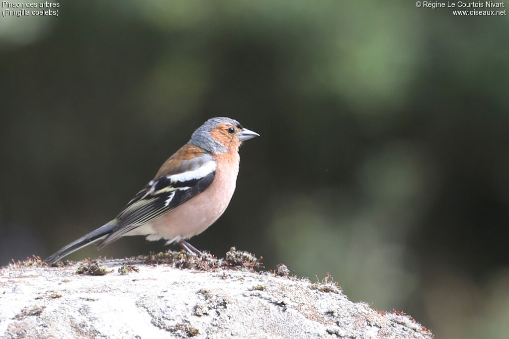 Common Chaffinch