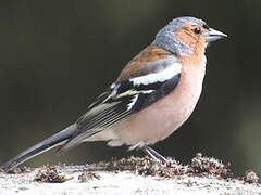 Common Chaffinch