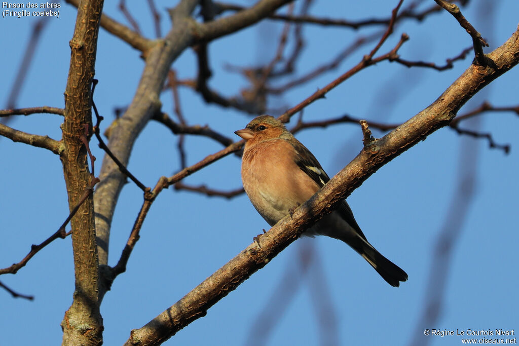 Common Chaffinch male adult