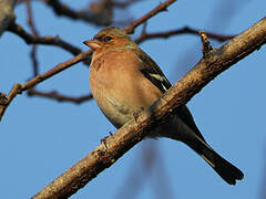 Eurasian Chaffinch