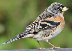 Brambling