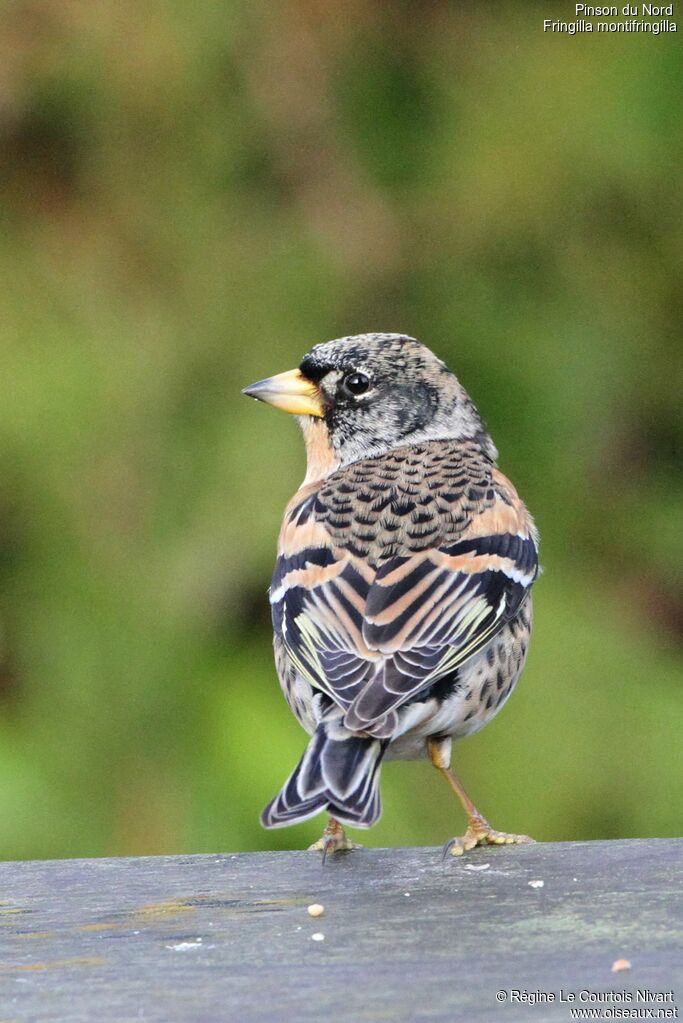 Brambling male