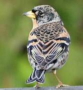 Brambling