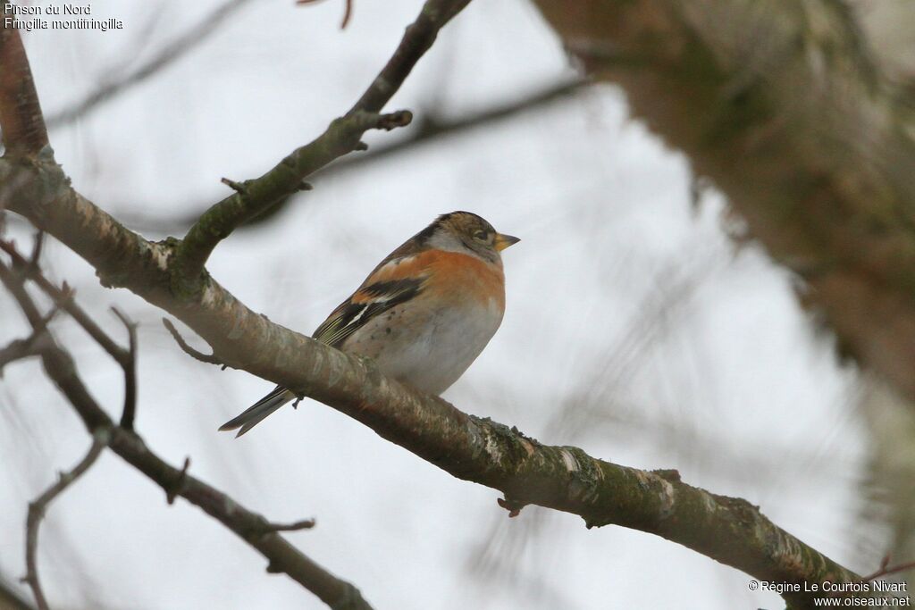 Brambling female