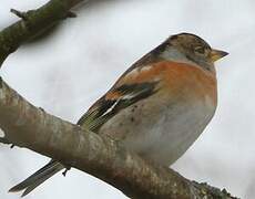 Brambling