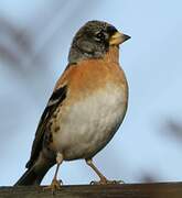 Brambling