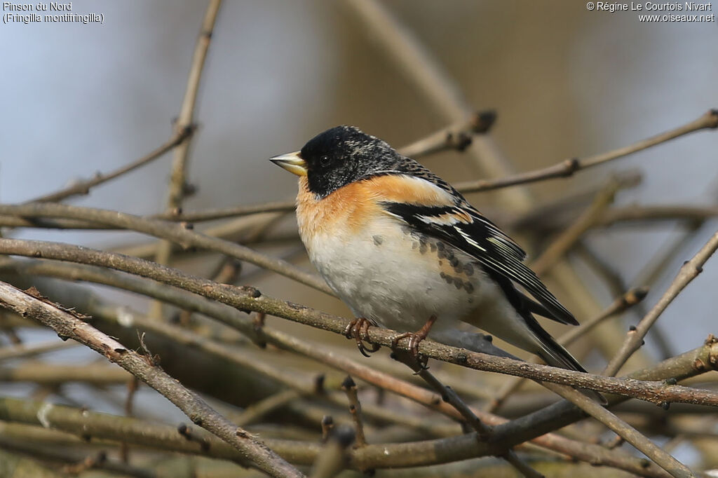 Brambling male