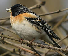 Brambling