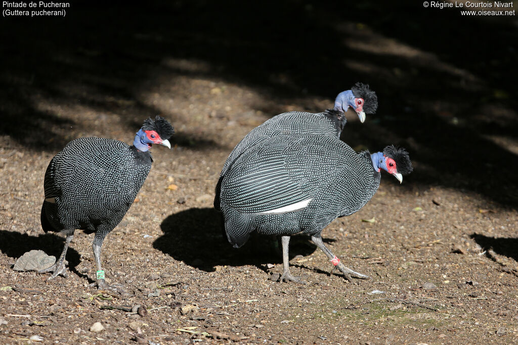 Eastern Crested Guineafowl