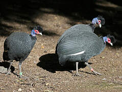 Eastern Crested Guineafowl