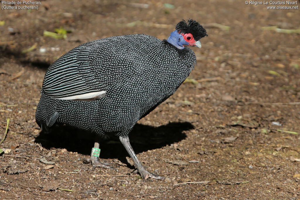 Eastern Crested Guineafowl