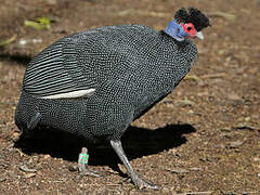 Eastern Crested Guineafowl