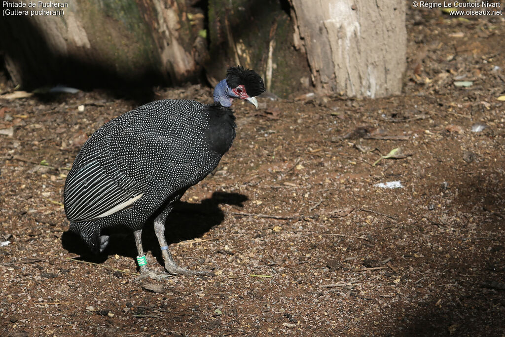 Eastern Crested Guineafowl