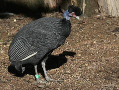 Eastern Crested Guineafowl