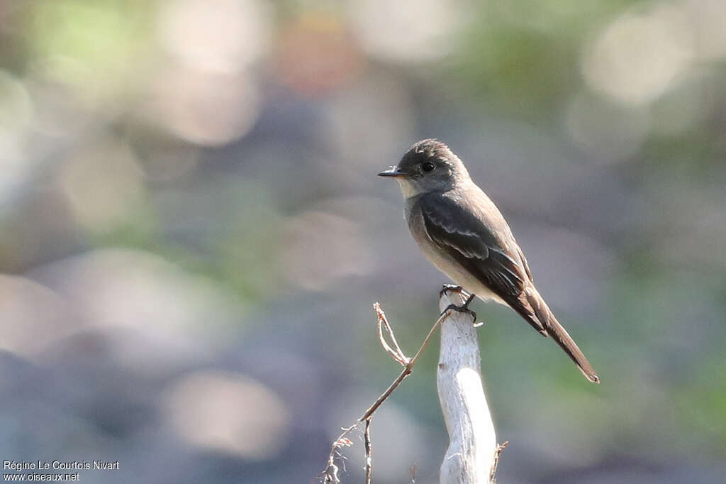 Western Wood Peweeadult, identification