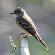 Western Wood Pewee