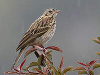 Pipit des arbres