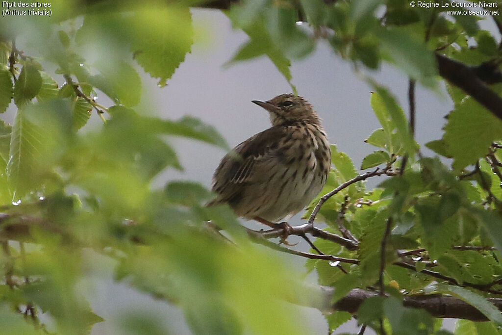 Pipit des arbres