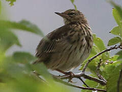 Tree Pipit