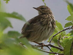 Pipit des arbres