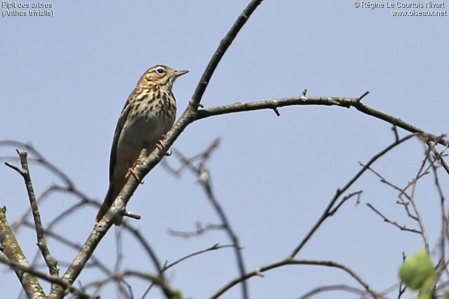 Pipit des arbres