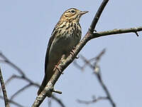 Pipit des arbres