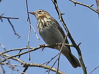 Pipit des arbres