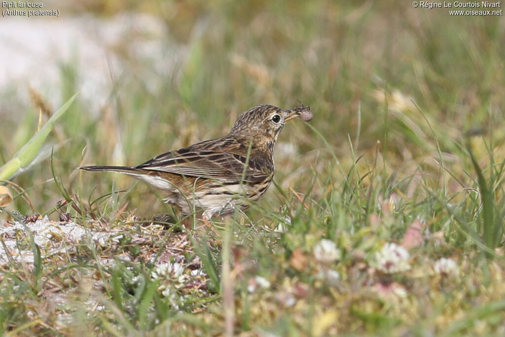 Pipit farlouse régime, pêche/chasse
