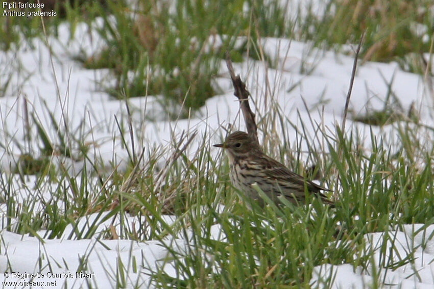 Pipit farlouse