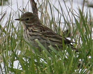 Pipit farlouse