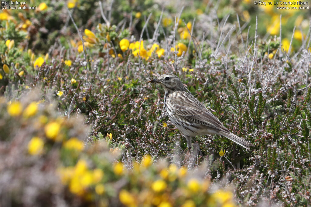 Meadow Pipit