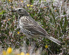 Meadow Pipit