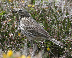 Pipit farlouse