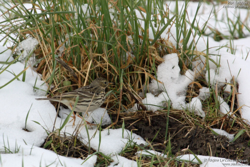 Pipit farlouse