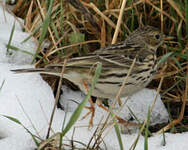 Pipit farlouse