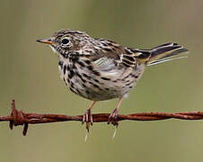 Meadow Pipit