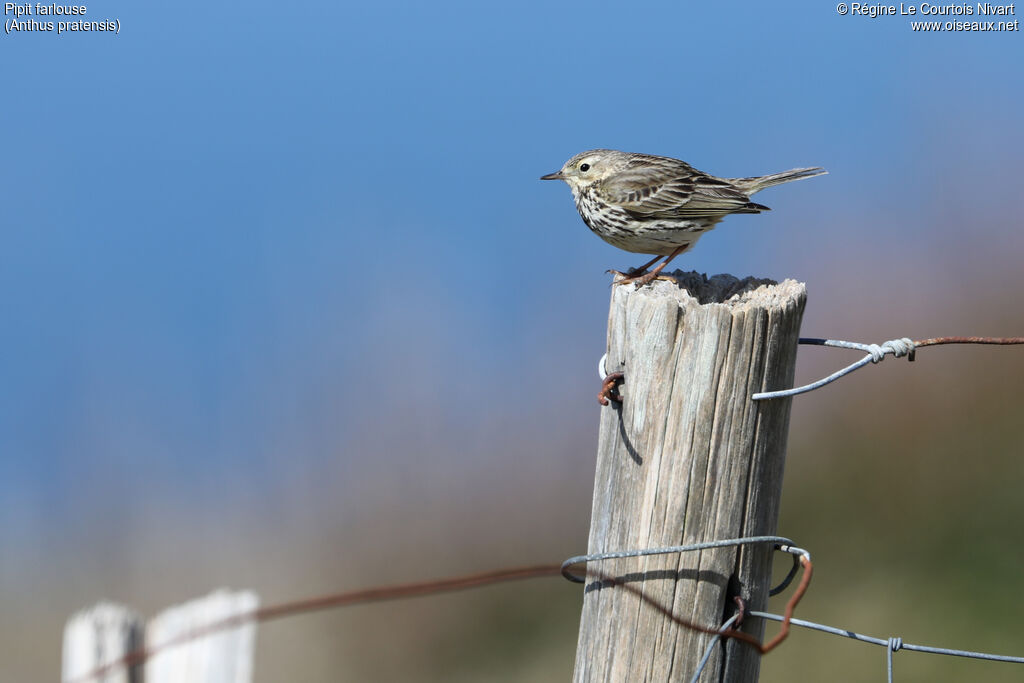 Meadow Pipit