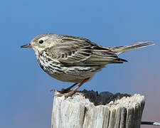 Pipit farlouse