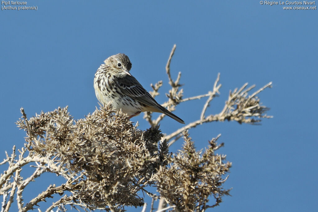 Pipit farlouse