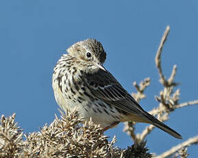 Pipit farlouse