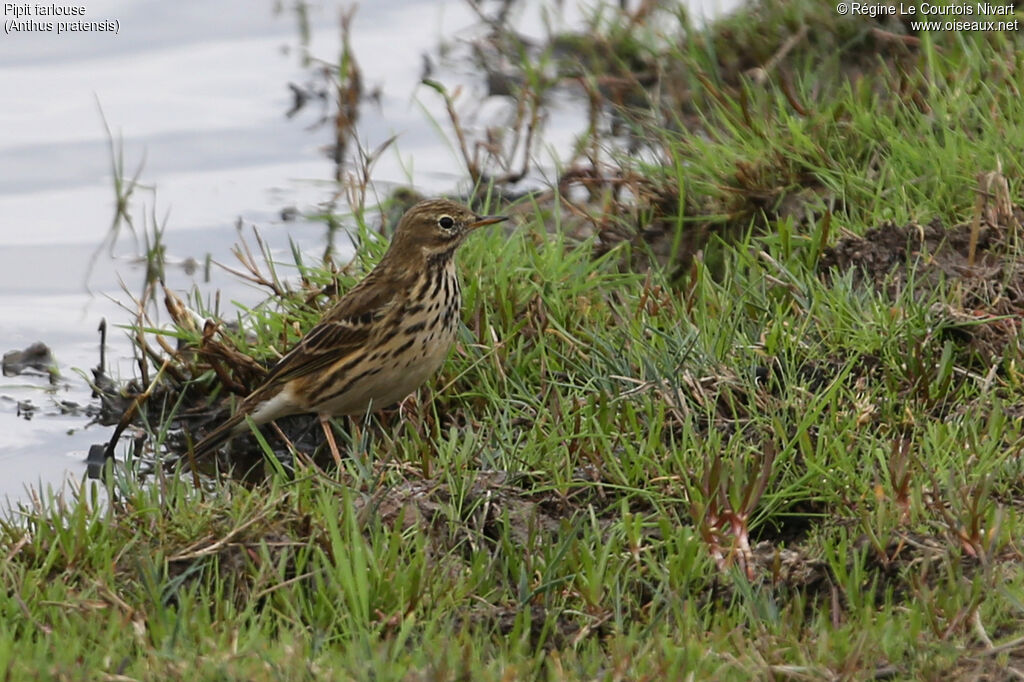 Pipit farlouse