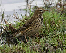 Meadow Pipit