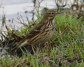 Pipit farlouse