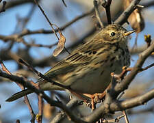 Meadow Pipit