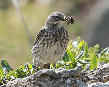 European Rock Pipit