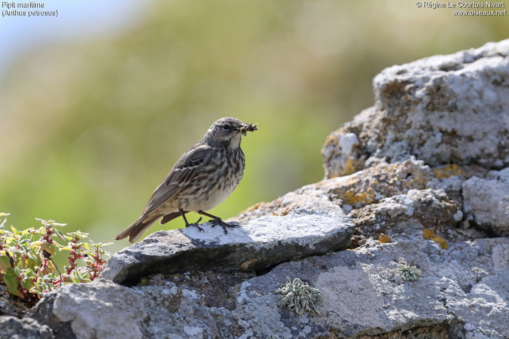 European Rock Pipit